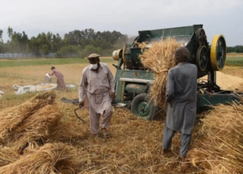 من باكستان إلى آسيا الوسطى والهند.. أفغانستان تعيد رسم أمنها الغذائي