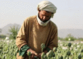 “انخفاض حاد” في محصول الأفيون الأفغاني بعد قرار حركة طالبان بحظْر زراعة الخشخاش