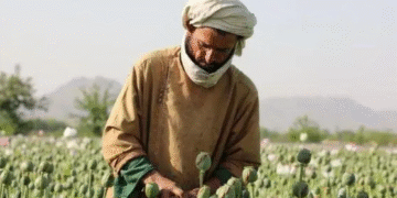 “انخفاض حاد” في محصول الأفيون الأفغاني بعد قرار حركة طالبان بحظْر زراعة الخشخاش